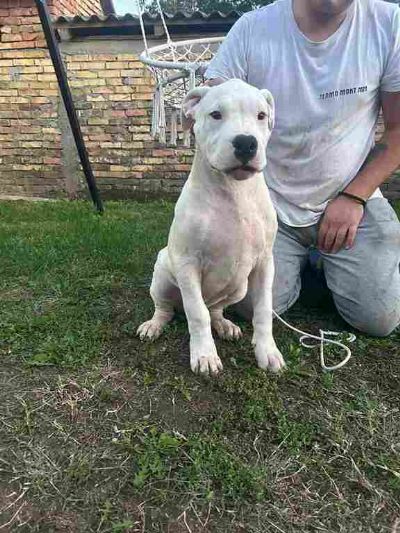 oglasi, Stenci dogo argentino